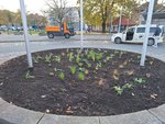 Foto: Bepflanzung Kreisel am Bahnhof (JPG-Datei)